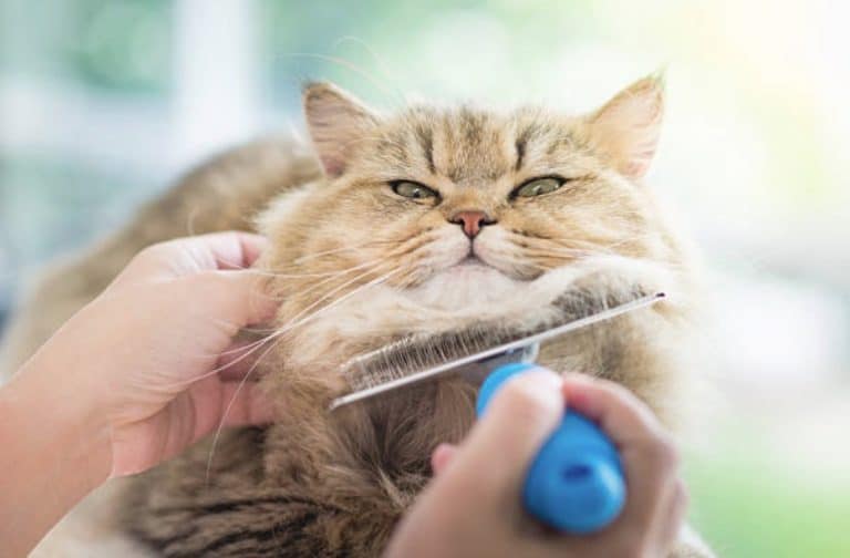 chat brosse
