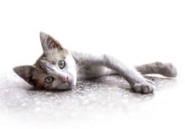 chat