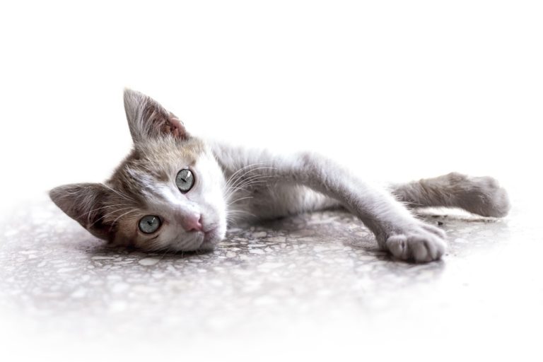 chat