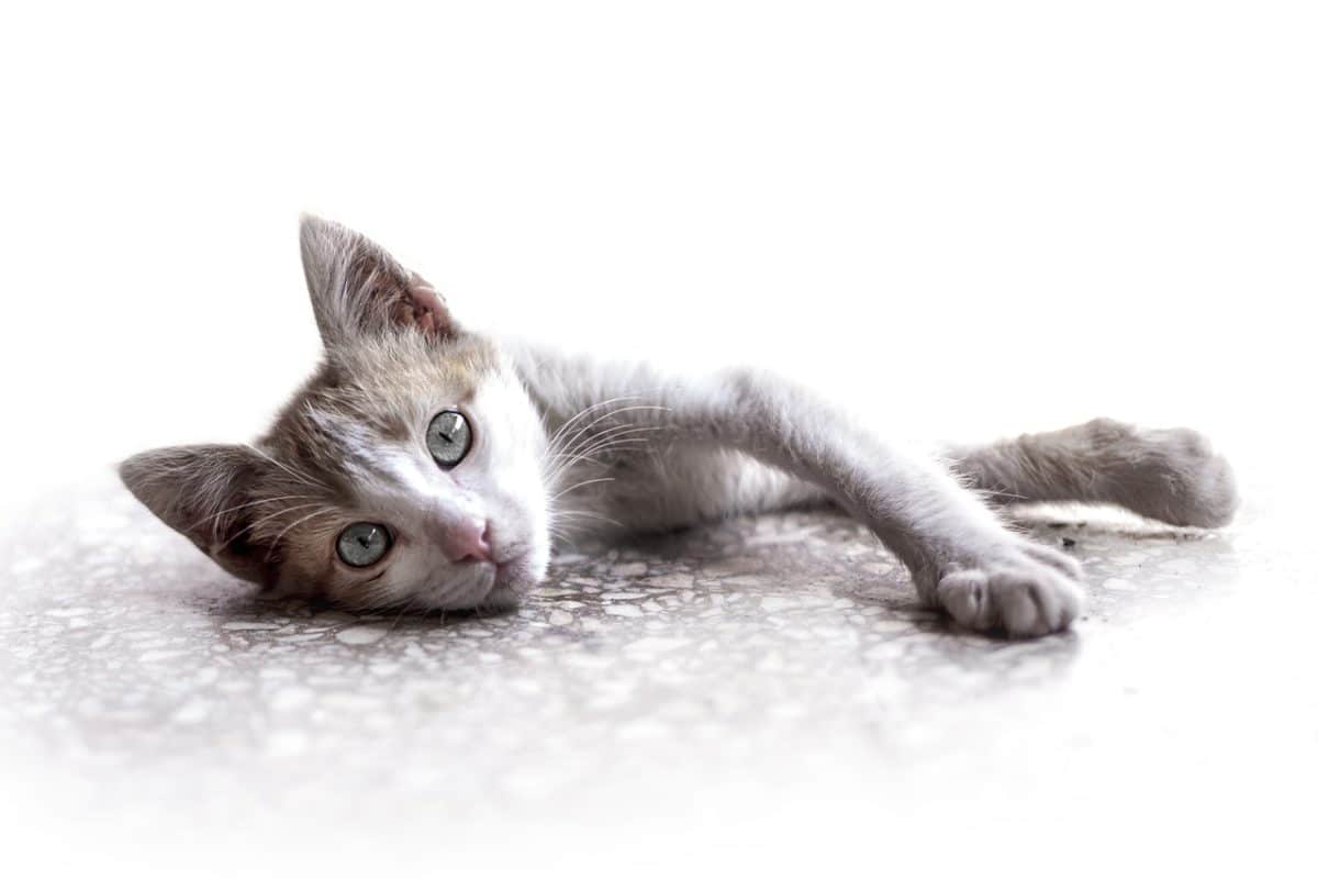 chat