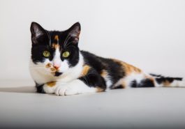 chat