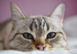 chat