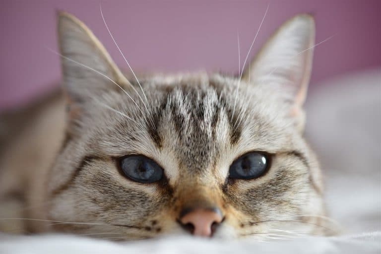chat