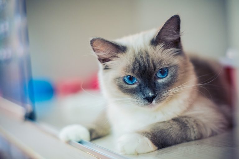 chat