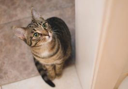 chat enroule queue
