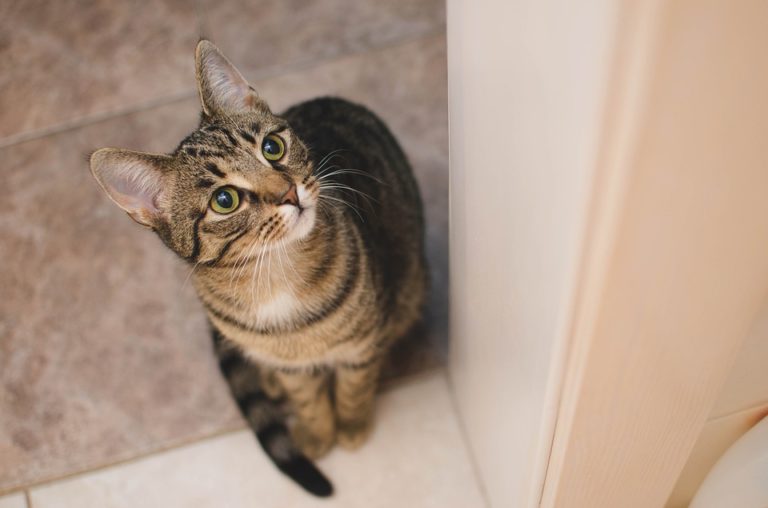 chat enroule queue
