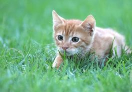 chat territoire