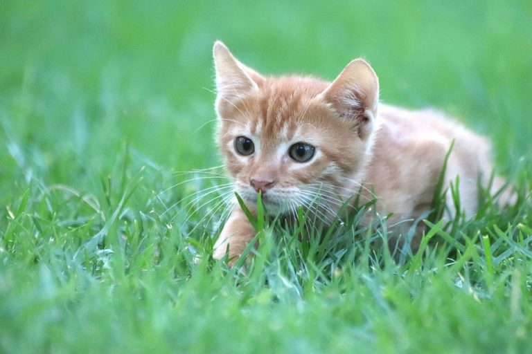 chat territoire