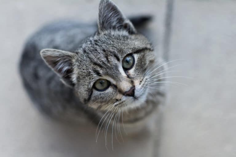 chat fixe