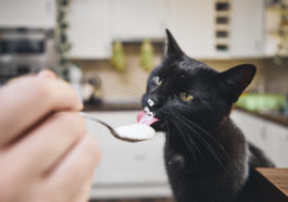 chat mange yaourt