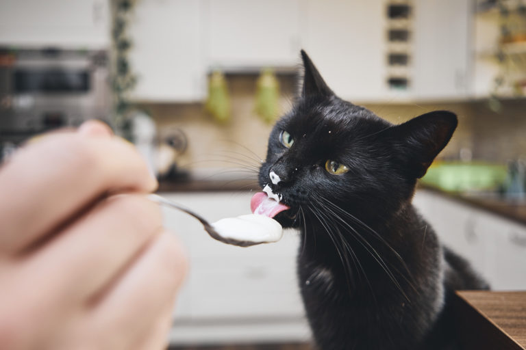 chat mange yaourt