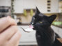 chat mange yaourt