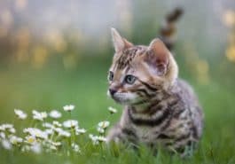 chaton