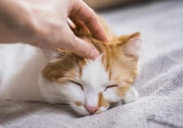 chat caresse