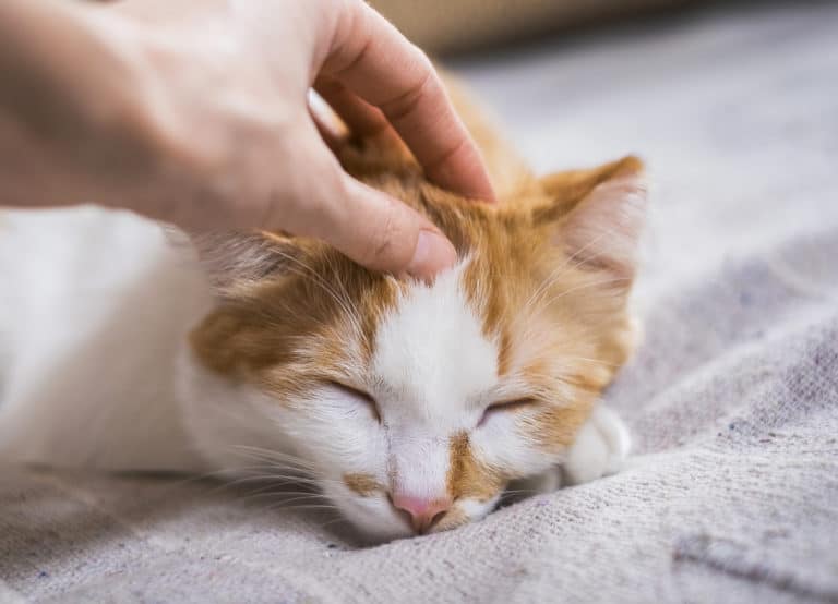 chat caresse