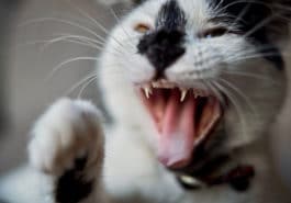 chat agressif