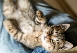 chat