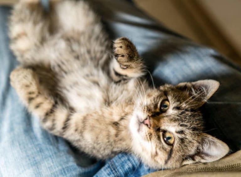 chat