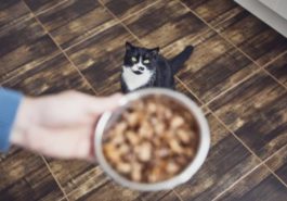 chat mange