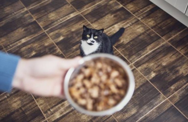 chat mange