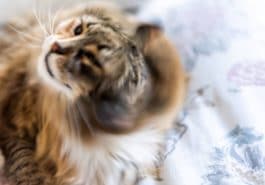 chat secoue la tête