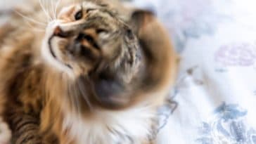 chat secoue la tête