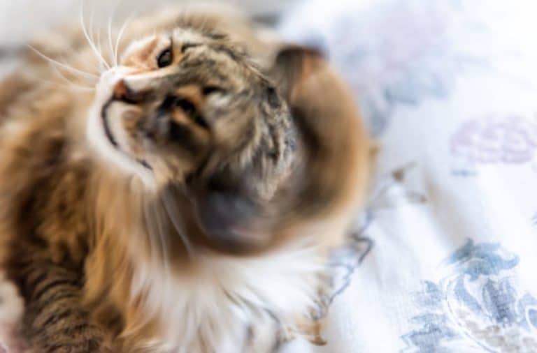 chat secoue la tête