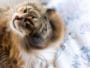 chat secoue la tête