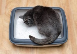 chat litière