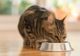 chat mange
