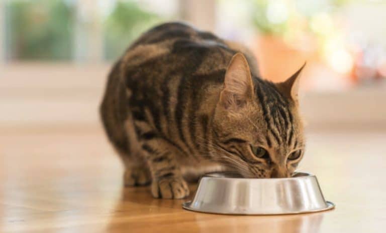 chat mange