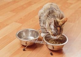chat mange croquettes