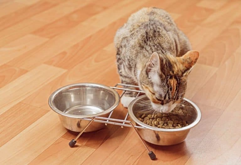 chat mange croquettes