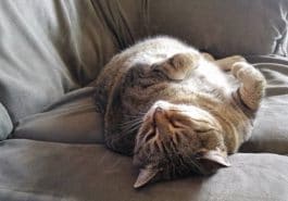 chat ventre