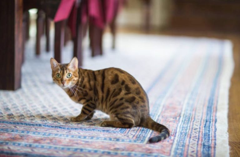 chat assis