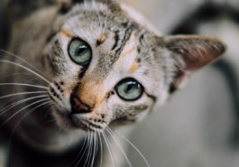 chat