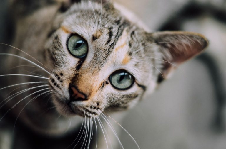 chat