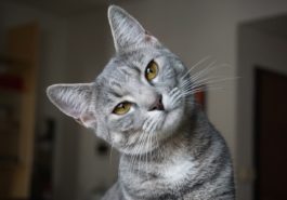 chat