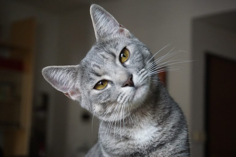chat