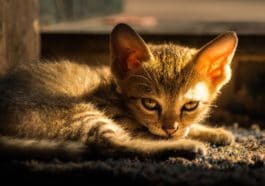chat