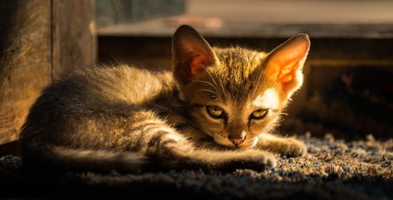 chat