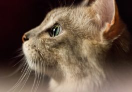 chat