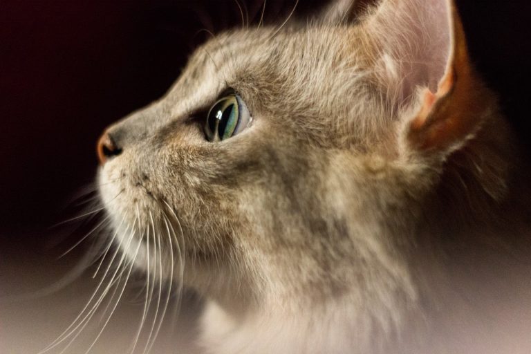 chat