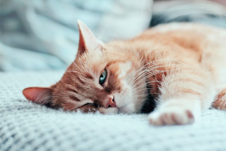 chat