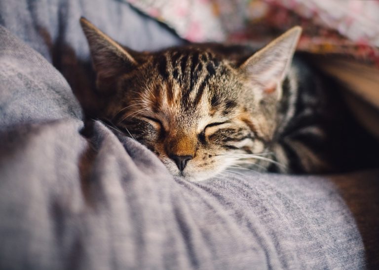 chat dort