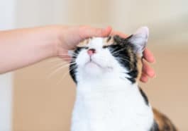 chat caresse