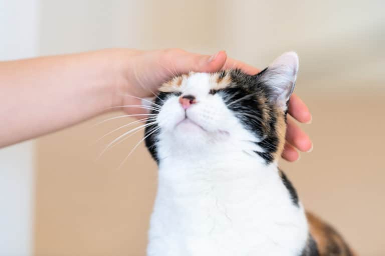 chat caresse