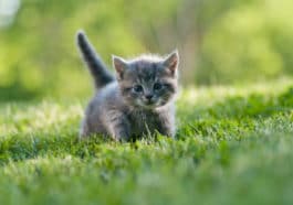 chaton été