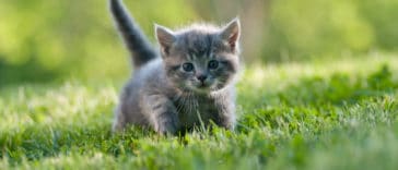 chaton été