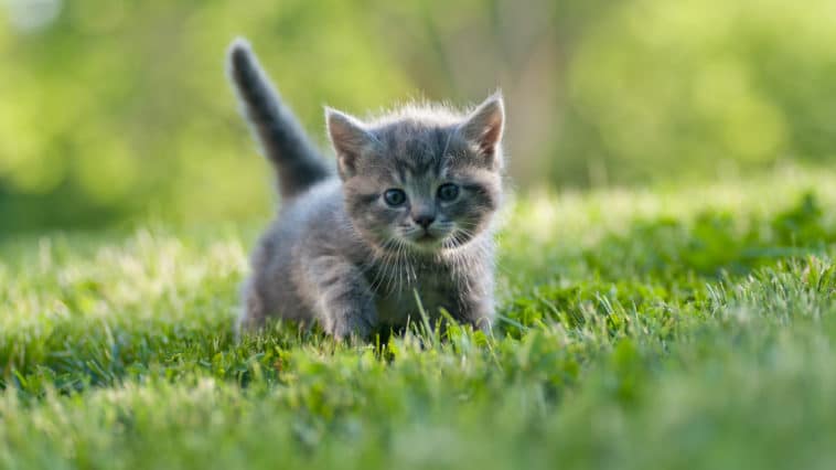 chaton été